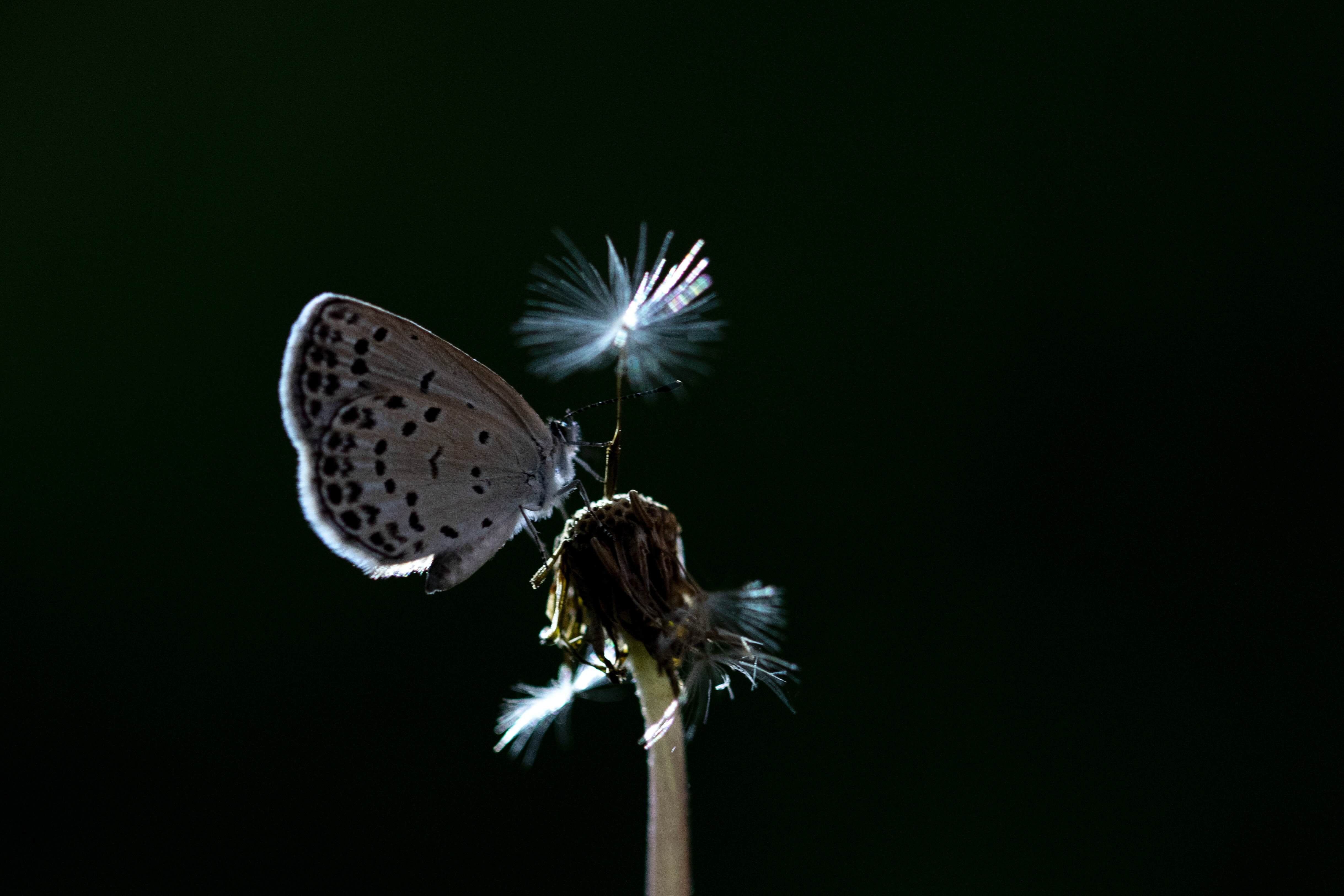 Butterfly chaos