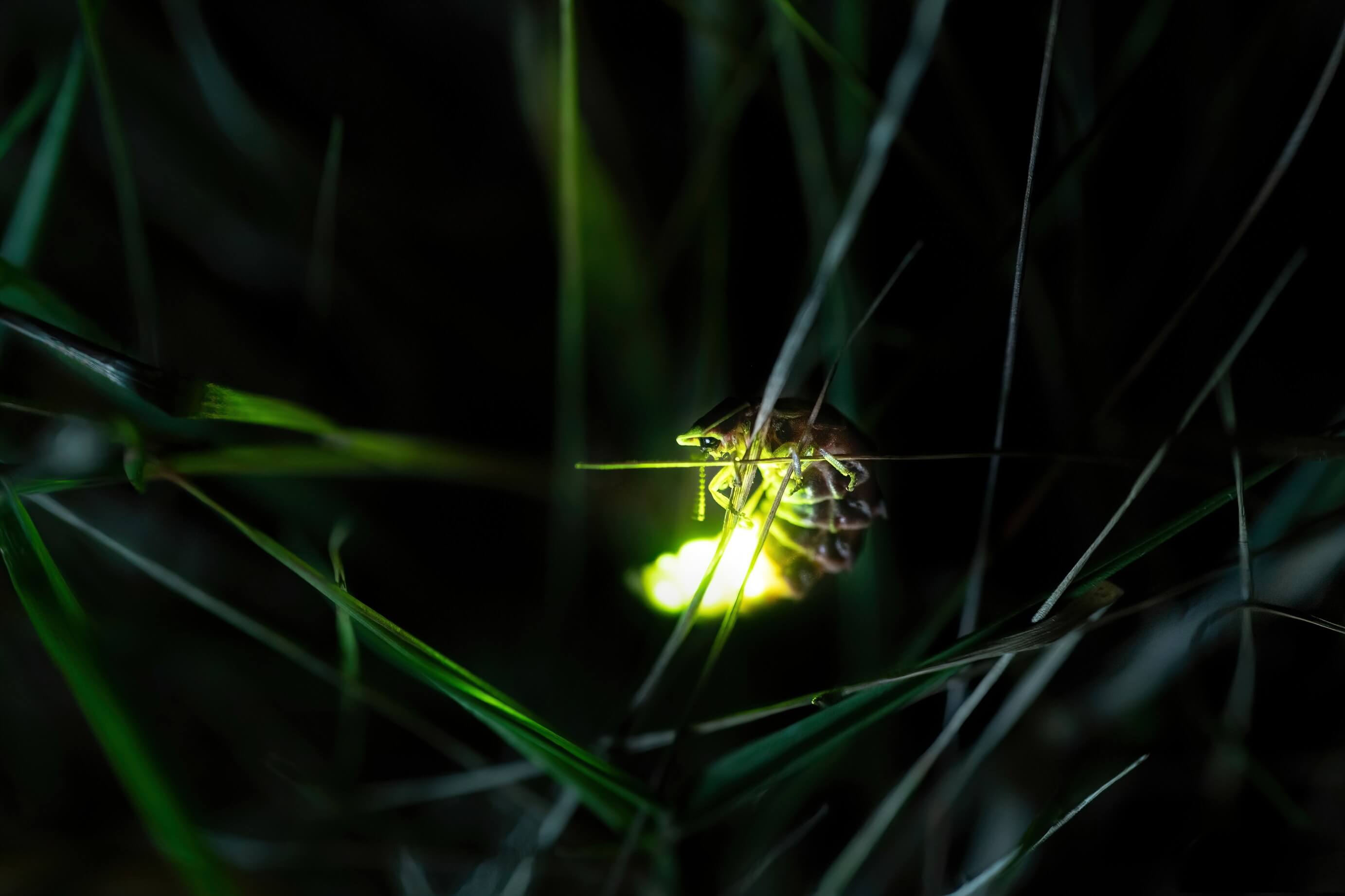 Small firefly